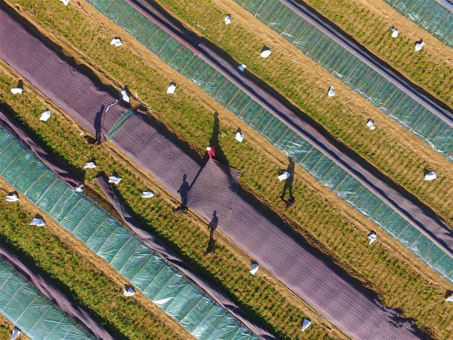 小雪时节农事勤