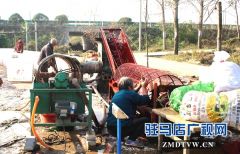 汝南县古塔街道红薯加工生意俏