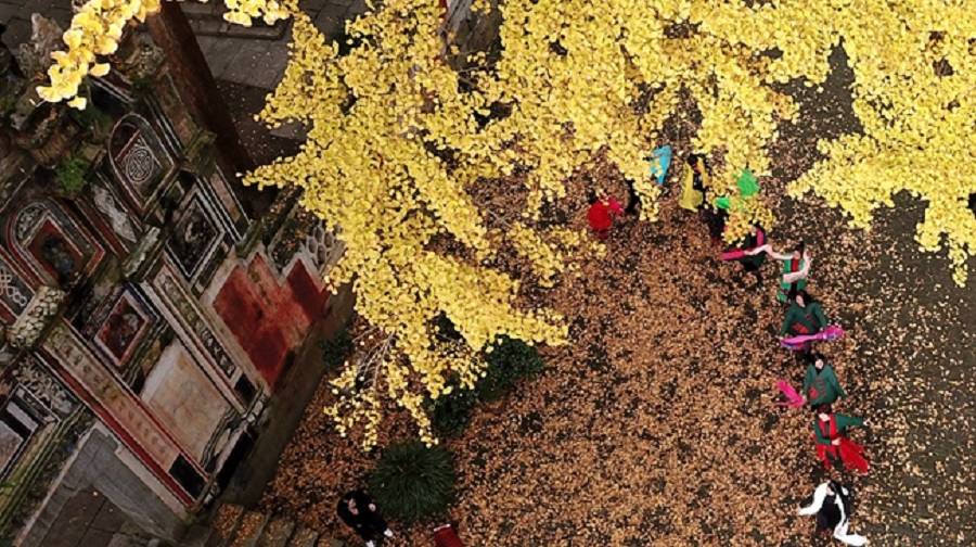 银杏“披金”引客来