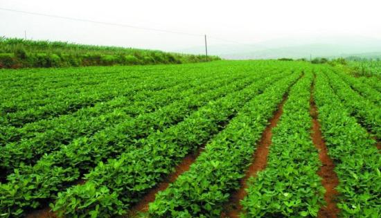 中央新闻媒体记者再次聚焦正阳县产业助推精准扶贫