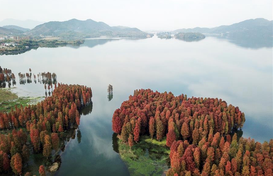 浙江余姚：杉红似火犹未尽