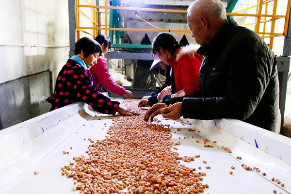 正阳：花生产业让贫困户冬闲变冬忙