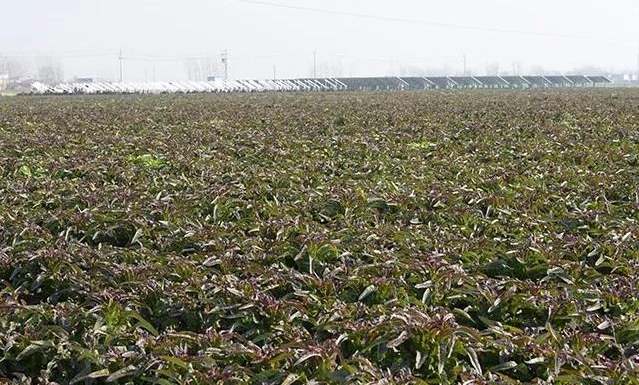 1512003533770243.jpg 101.jpg