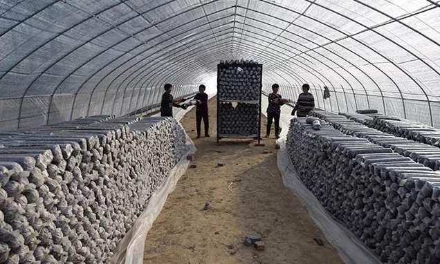 1512003529480749.jpg 100.jpg