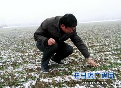 农业专家提醒：小麦越冬前应及时浇越冬水早追肥