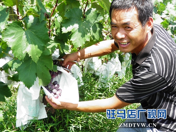 广明合作社百亩葡萄园长势喜人.JPG