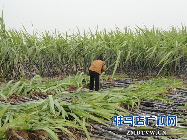 古塔街道贫困户收获甘蔗.JPG