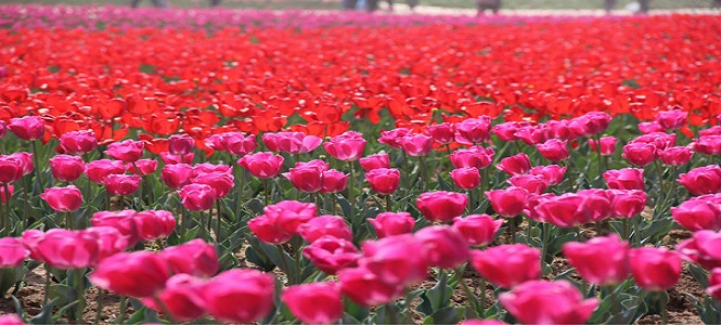  精彩2017 驻马店旅游业发展向好