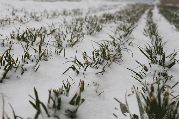 降雪天气有利于驻马店市小麦安全越冬