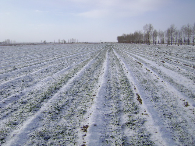 降雪利于小麦越冬 雪后应及时追肥