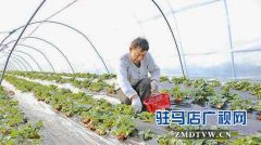 大棚草莓陆续进入销售旺季