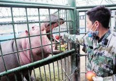 苹果牛肉和虾尾都是谁的菜？郑州市动物园每天要喂3000多张嘴