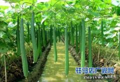晨钟生物新年定下新目标 主打产品销售额力争破亿元