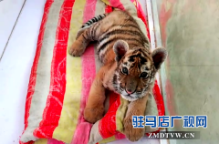 南海公园一对父女二十年的动物情缘