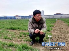 市农业专家：春季小麦田间管理正当时