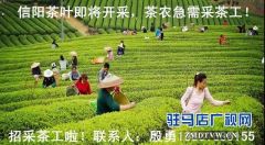 信阳招聘大量短期采茶工 管吃管住 还包路费