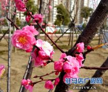 开源公园梅花绽放春意浓