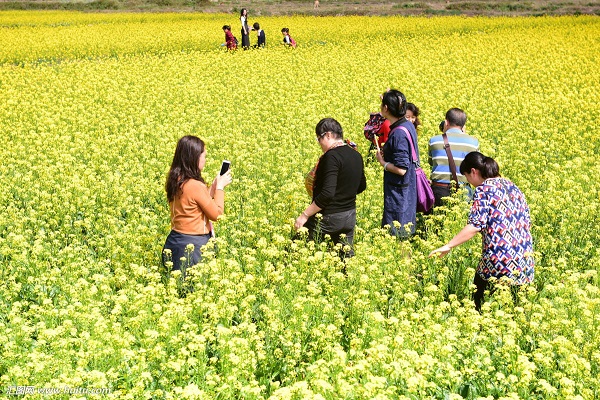 春季赏花踏青 出游要谨慎