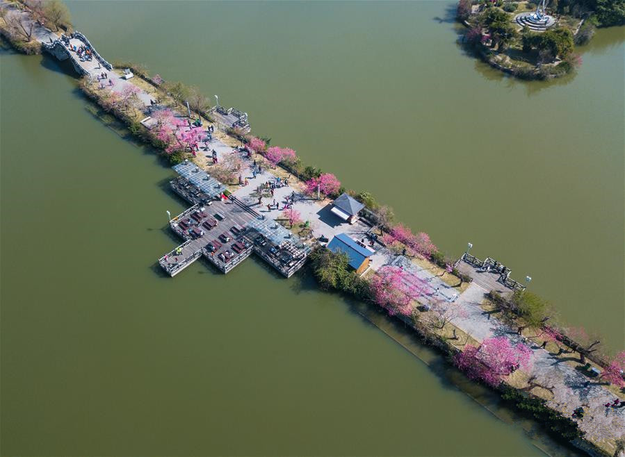 春花满校园