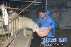  “脱贫标兵”薄春阳的创业故事