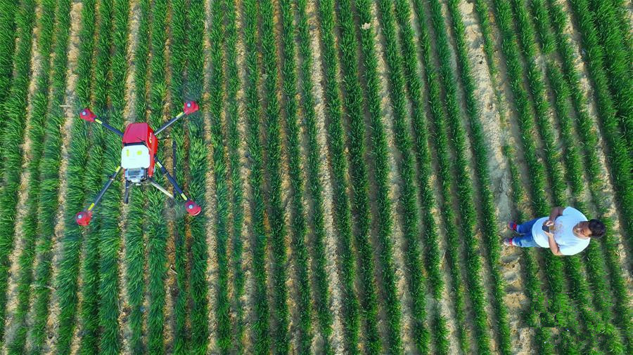 智能设备助力春季麦田管理