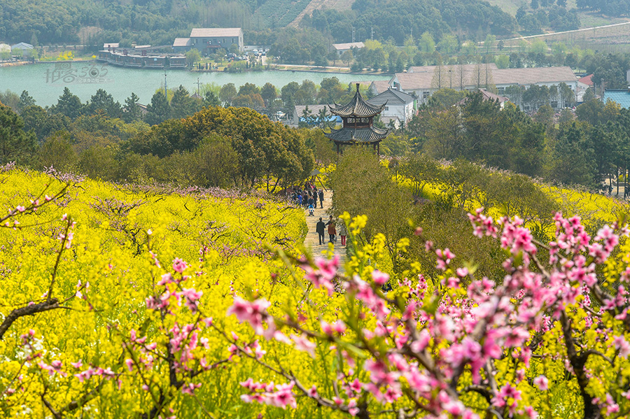 踏青赏花游渐热 驻马店各旅行社纷纷推出优惠活动