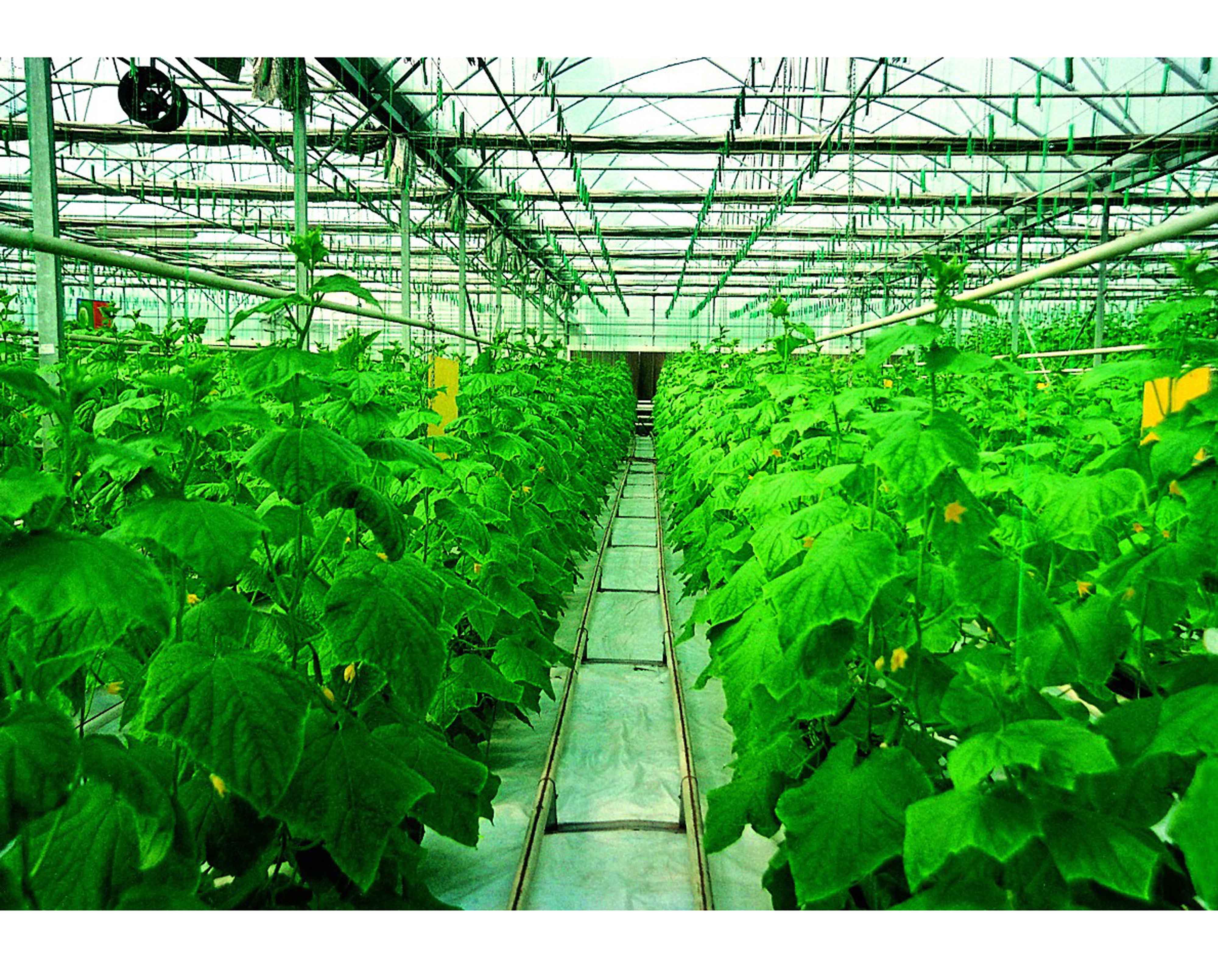 【新时代 幸福都是奋斗出来的】李玲：让老百姓吃上“放心菜”