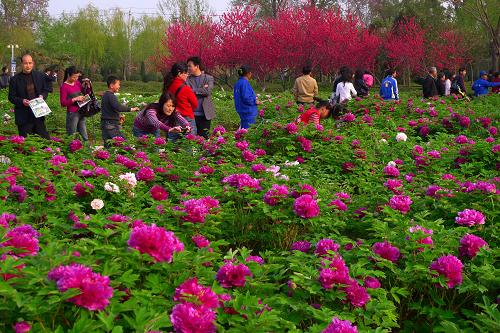 本周驻马店气温回升 赏花踏青正当时