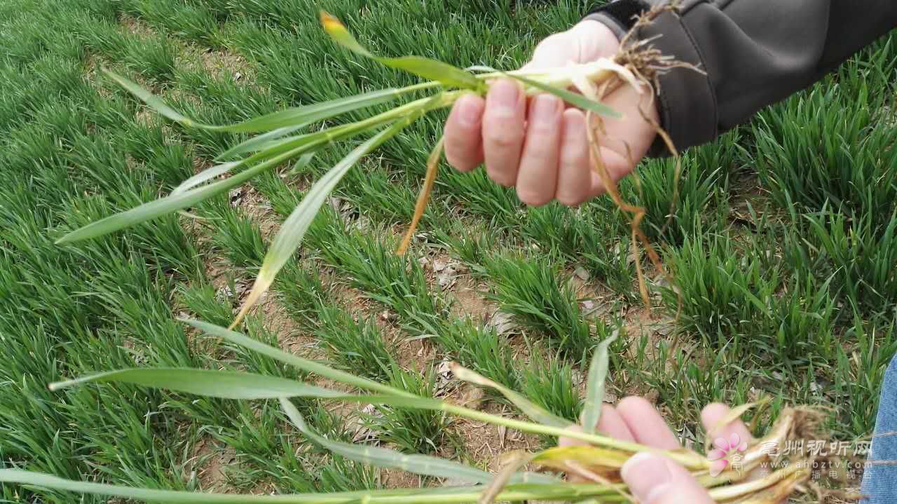 市农业专家提醒：气温回升要及时防治纹枯病