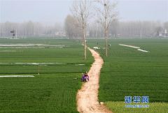 河南小麦长势良好