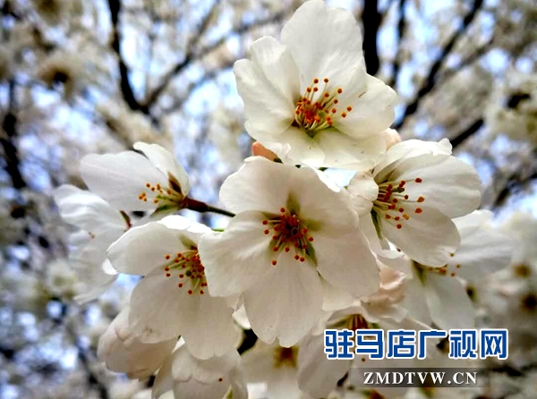 微信图片_20180326093925.jpg