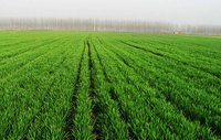 小麦进入拔节期 要及时防治病虫害