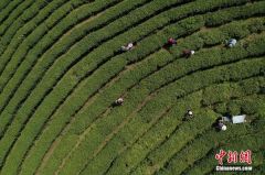 贵阳百花湖畔 茶农清明前采茶制茶忙 