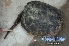 汝南县汝河发现“外来物种”