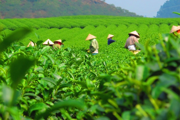 驻马店本土有机茶叶进入采摘期 茶农采茶忙