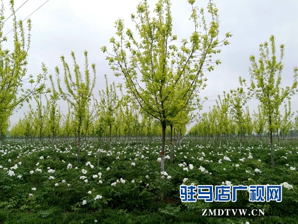 微信图片_20180413143426.jpg