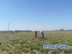 【新时代 新气象 新作为】小小蒲公英 飞洒致富梦