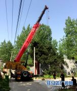 西平县翟老庄村这棵倾倒的古柏树被“扶”了起来