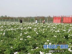 上蔡：“最美基层干部”巧念“致富经”