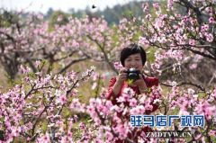 泌阳县春水镇凤凰山千亩荒山变绿色银行