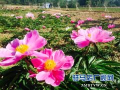 嵖岈山镇数百亩芍花竞相开放迎客来