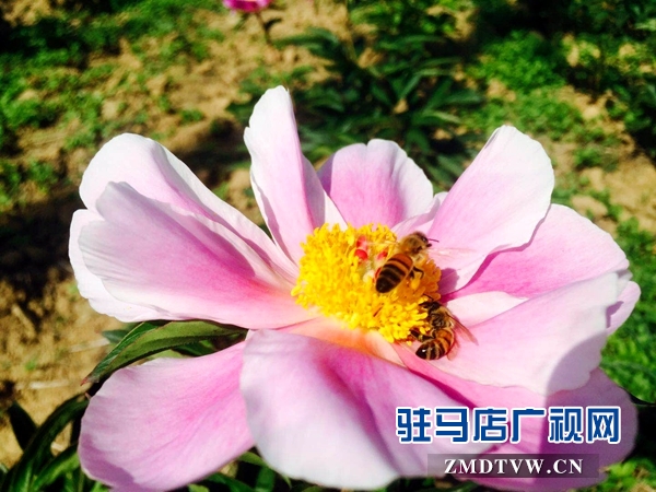 微信图片_20180428111619.jpg