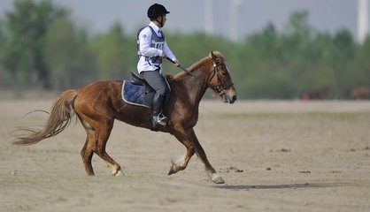 五一假期马术俱乐部受欢迎