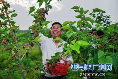 正阳：千亩桑园醉游人