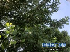 杨絮漫天飞 市民出行注意防护