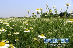 驿城区胡庙乡：林木种植助农增收脱贫