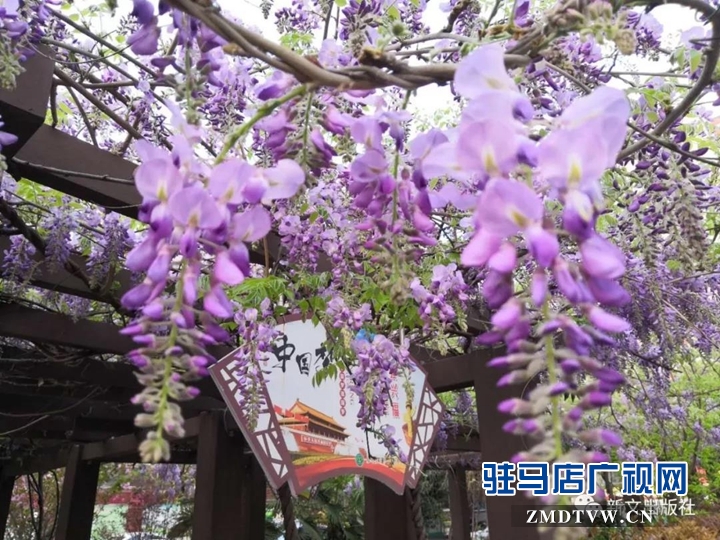 秋，落红------