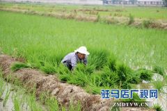 正阳县推广水稻机械化插秧