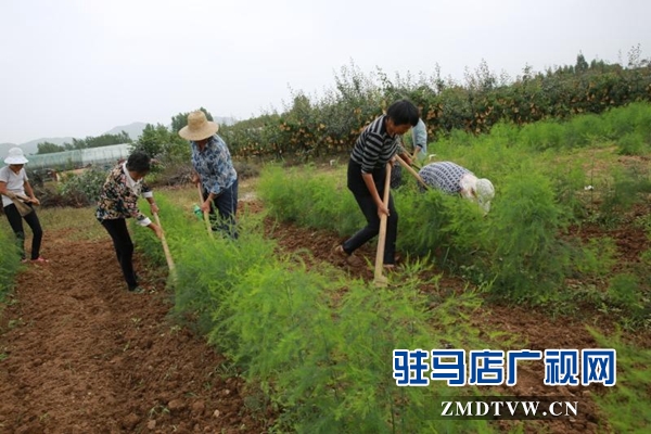 驿城区蚁蜂镇：拓展特色产业 增添脱贫“后劲”