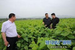 驿城区蚁蜂镇：拓展特色产业 增添脱贫“后劲”